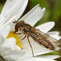 Marmalade Hoverfly 1 